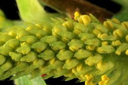 Salix matsudana × S. alba. Male flowers and flower bracts.
 Image: D. Glenny © Landcare Research 2020 CC BY 4.0